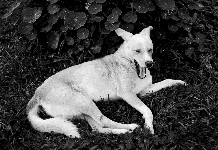 03_dog.yawning.india.blackandwhite.jpg